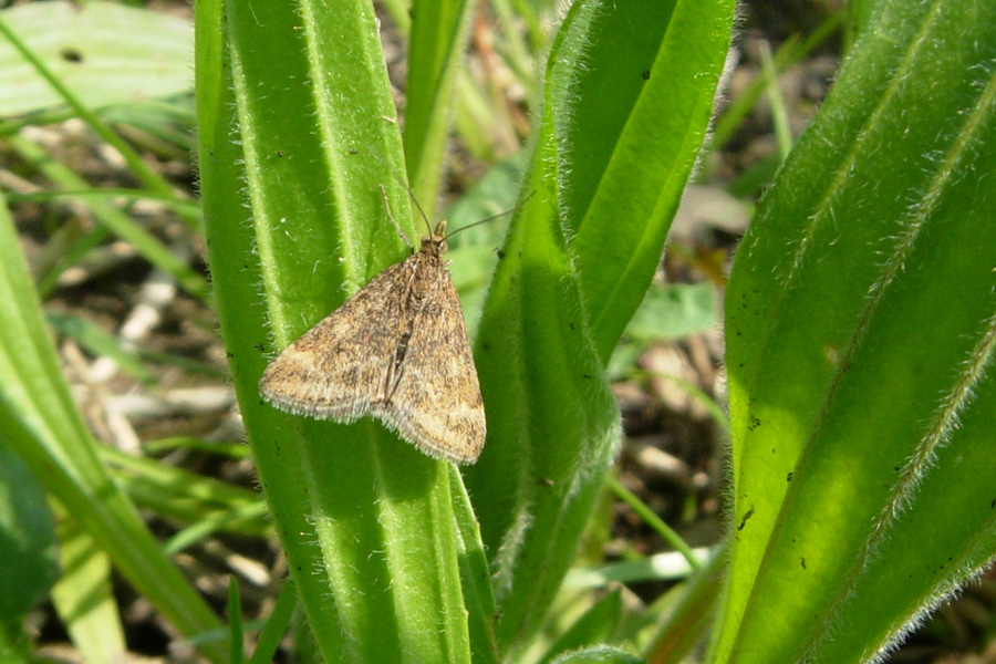Geometridae s, no, forse.....